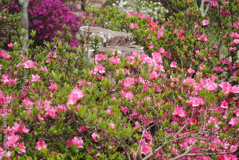 Fototapeta premium A stump amid spring flowers