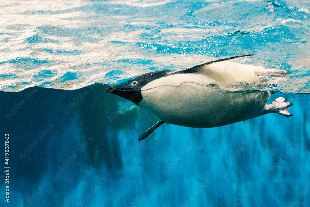 Naklejka premium Pingüino Gentoo nadando