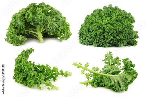 freshly harvested  kale cabbage on a white background