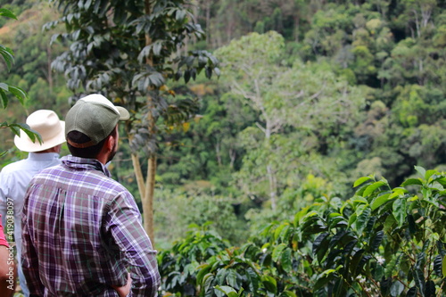 owners checking their coffee crop, farmers and owner