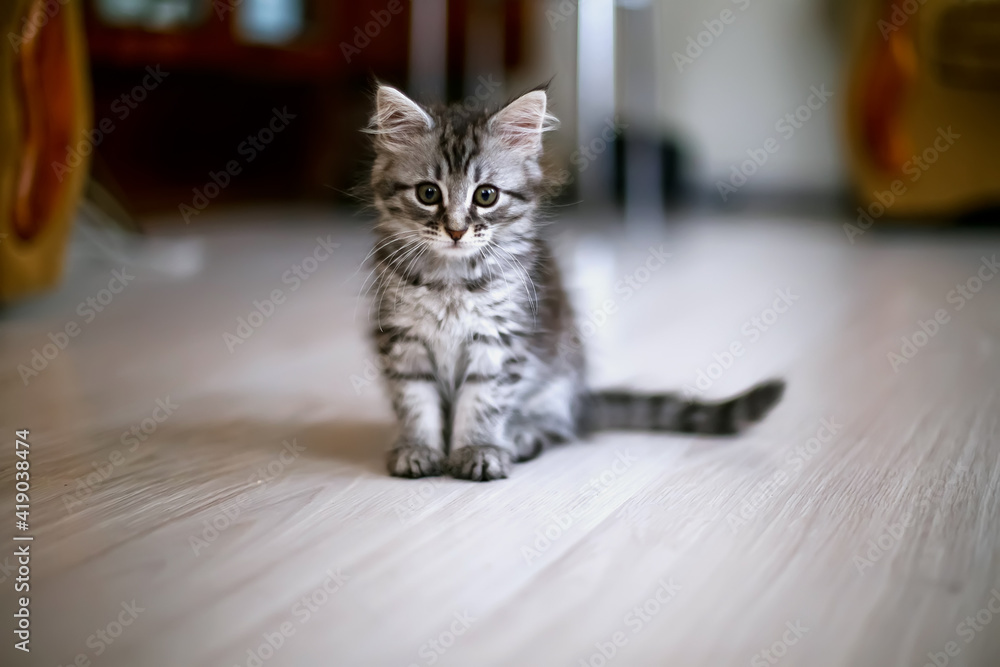 A small kitten sits in the middle of the house room. Growing cats. Caring for pets.