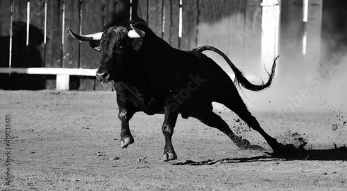 Wallpaper Mural spanish big bull running in the spanish buillring Torontodigital.ca