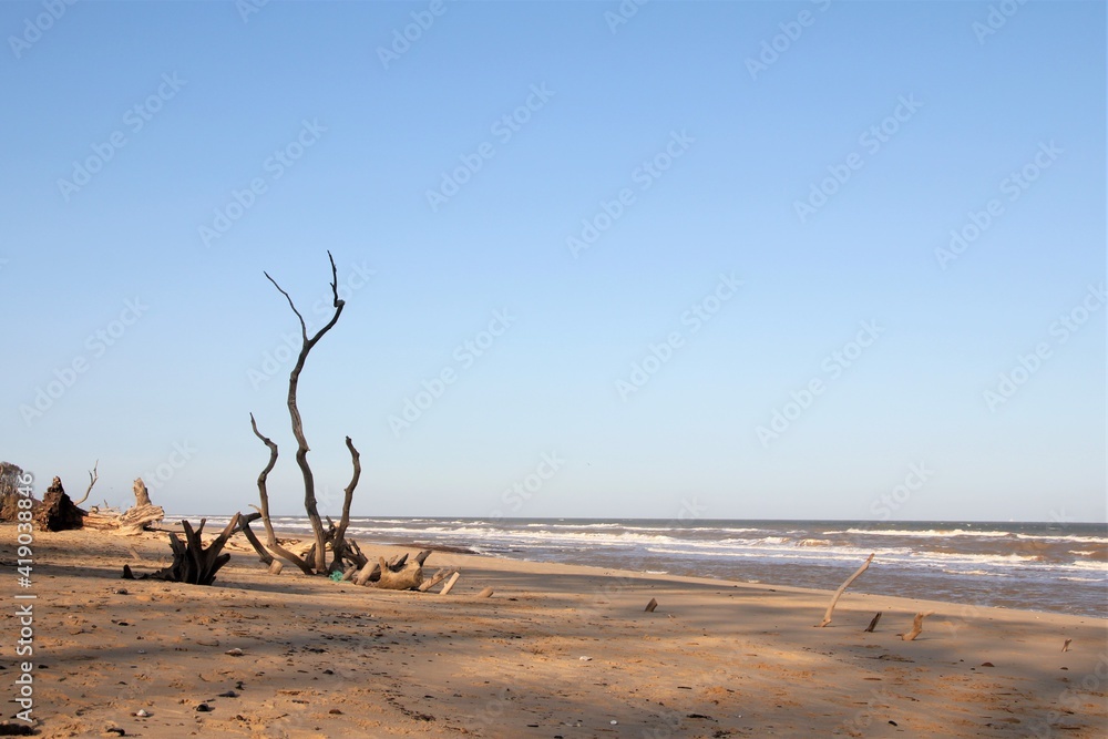 tree on the beach