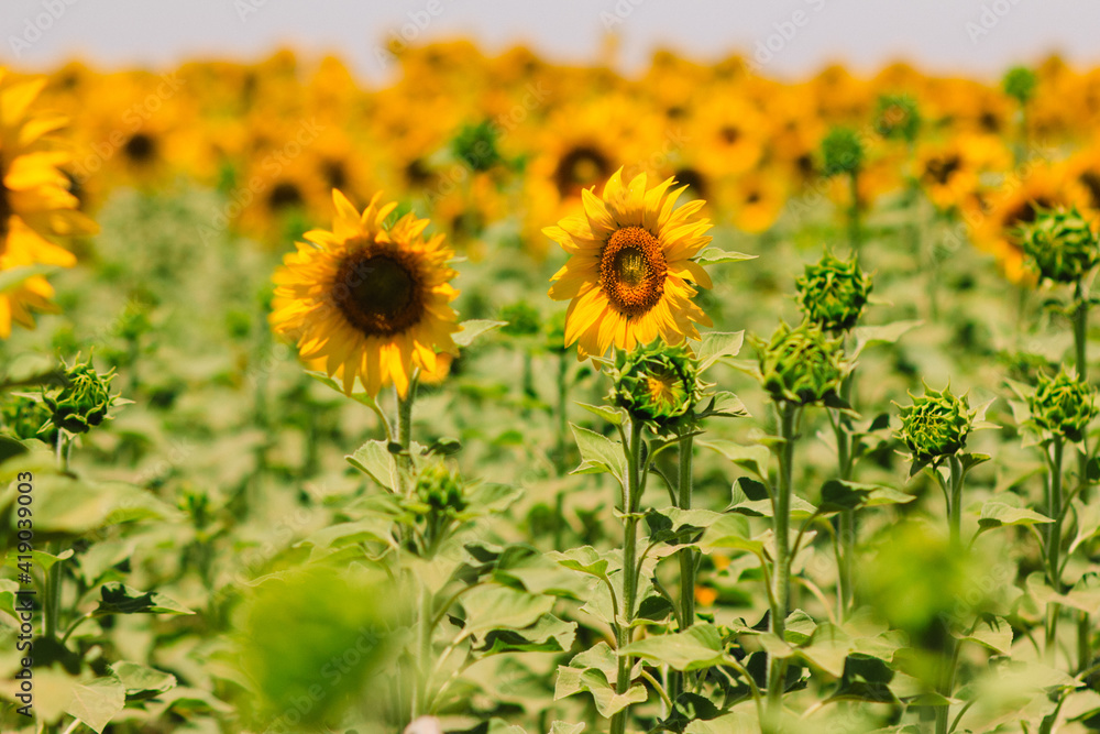 Obraz premium campos de girasoles