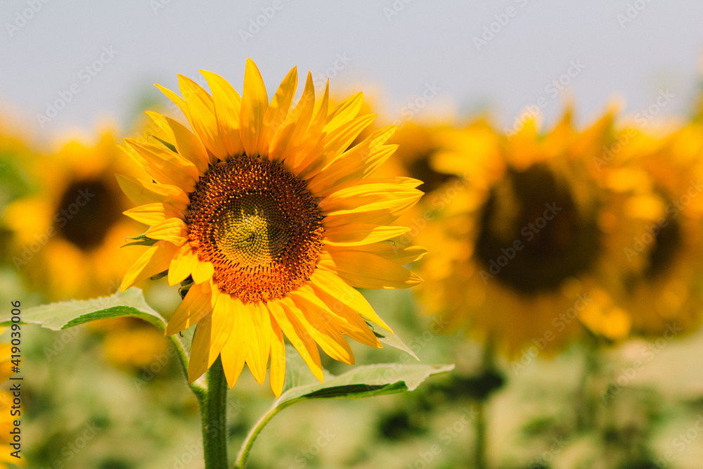 Fototapeta premium campos de girasoles
