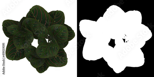 Top view of tree (Calathea Erythroneura) png with alpha channel to cutout 3D rendering photo