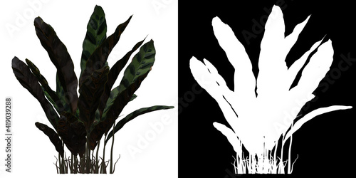 Front view of tree (Calathea Insignis) png with alpha channel to cutout 3D rendering photo