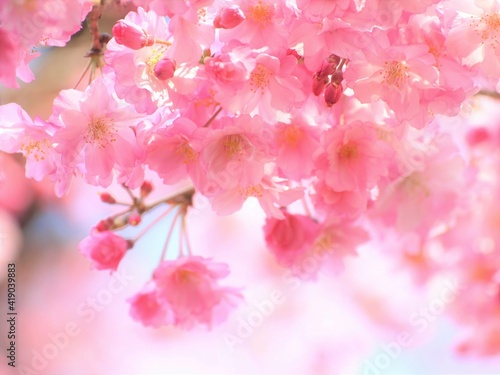 しだれ桜、美しい枝垂れ桜、クローズアップ