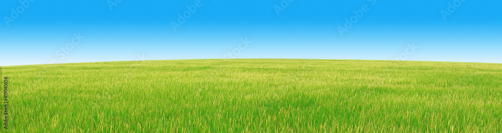 Obraz premium Wheat field and blue sky on a beautiful sunny day, super panorama