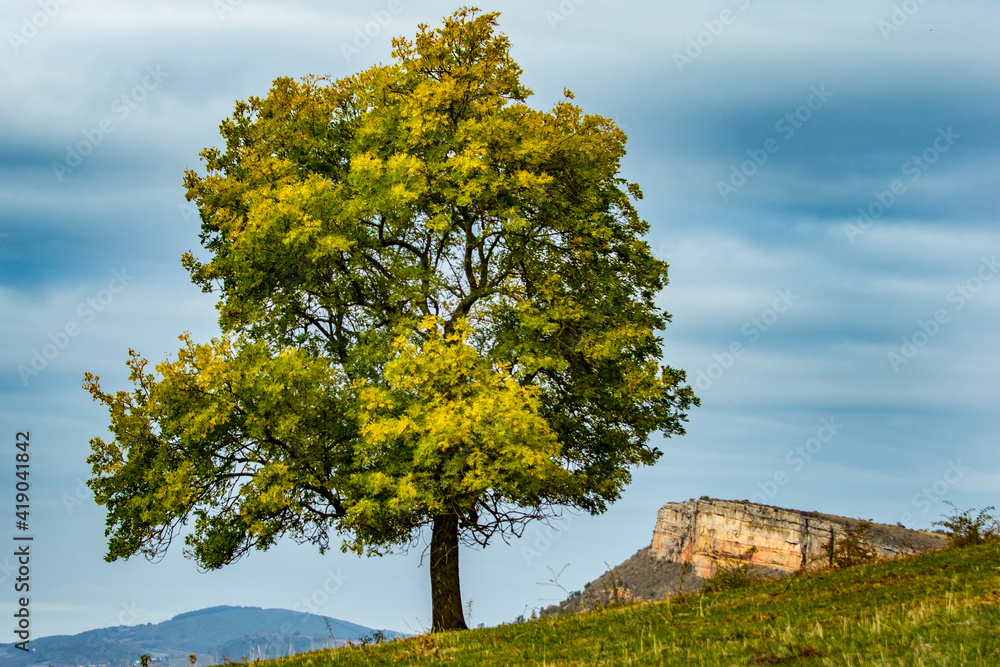 Lone Tree Flanked by Rock of Vergisson in Burgundy Region of France