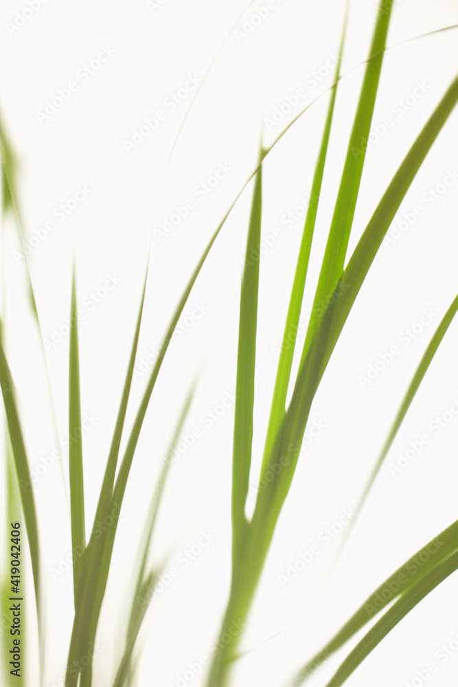 Grass on white background Grass on white background