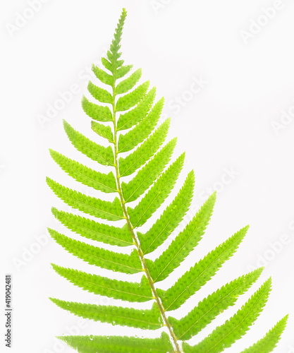 Lush fern branch on white background