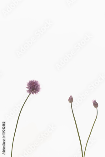 Delicate purple wild flowers on white background