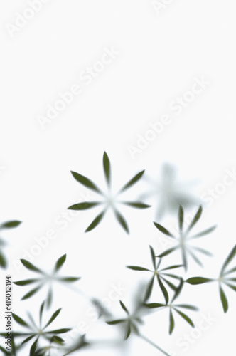 Graphic plant leaves on white background