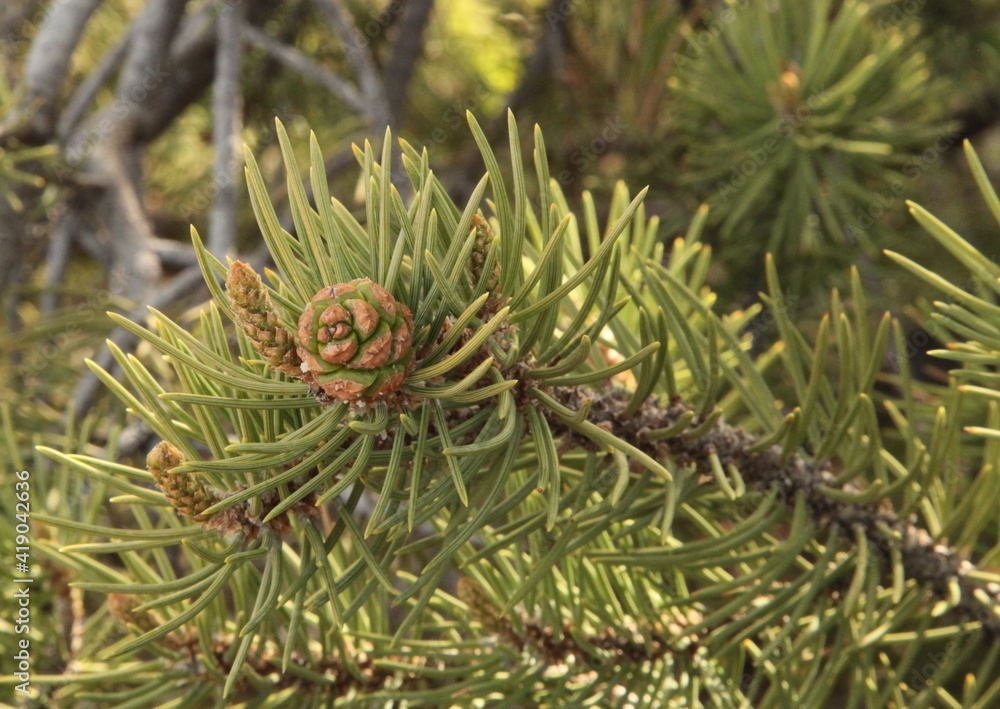 Two-Needle Pinyon (Pinus edulis) cone in Zion National Park, Utah Two-Needle Pinyon (Pinus edulis) cone in Zion National Park, Utah
