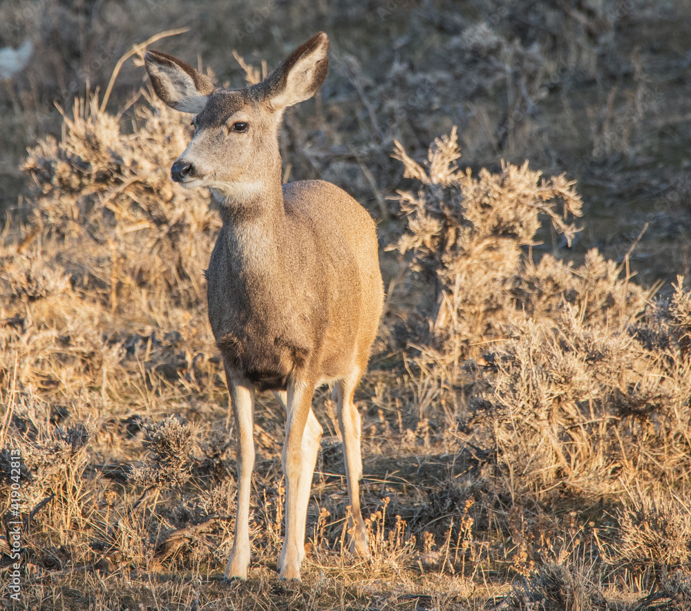 deer in the woods deer in the woods