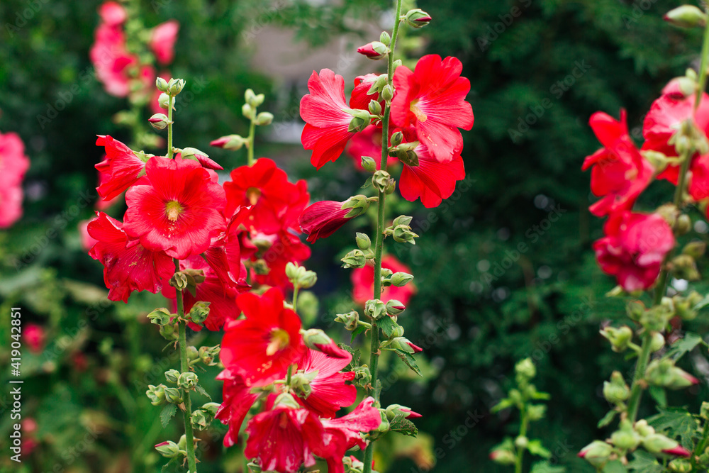 Red mallow flowers in a green yard