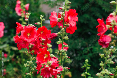 Fotografie Red mallow flowers in a green yard