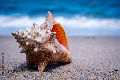 conch shell on beach in summer time photo