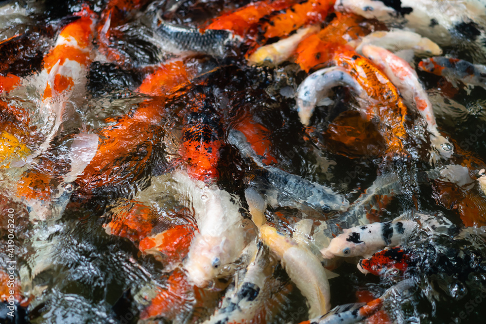 Koi fish or carp fish swimming in pond Koi fish or carp fish swimming in pond