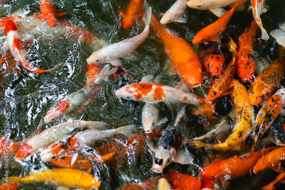 Koi fish or carp fish swimming in pond Koi fish or carp fish swimming in pond