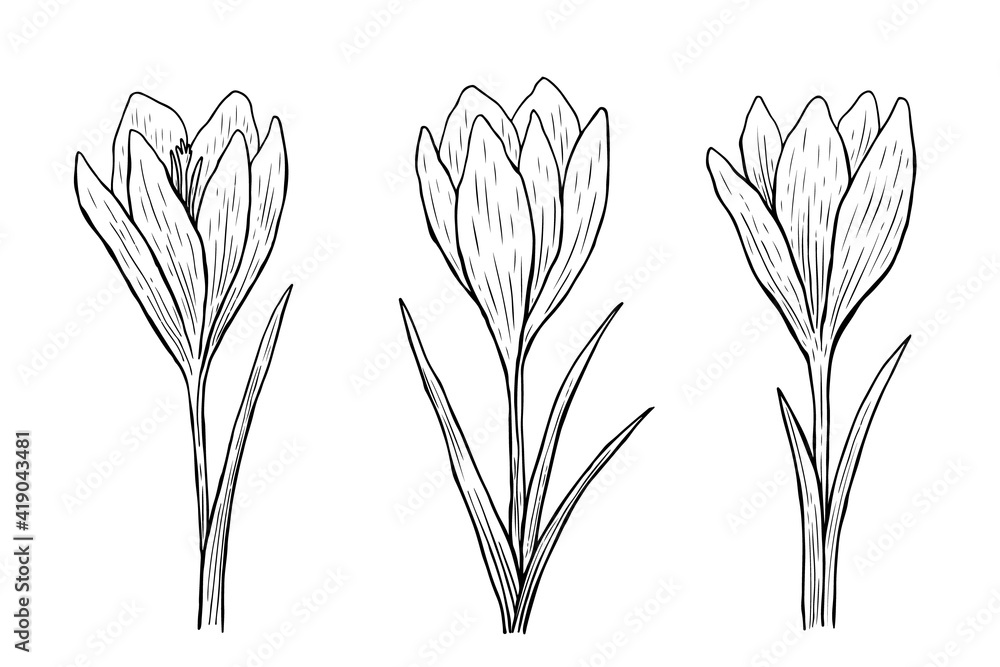 Fototapeta Crocus outline set. Vector hand-drawn illustration in line art style. Sketches of spring flowers. Perfect for your projects, cards, invitations, print, decor, patterns, packaging design.