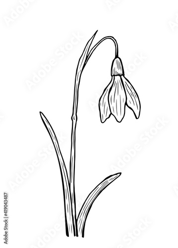 Doodle snowdrop with stem and leaves. A sketch of the first spring flower. Vector hand-drawn illustration in outline style. Perfect for your projects, cards, invitations, print, decor, logo.