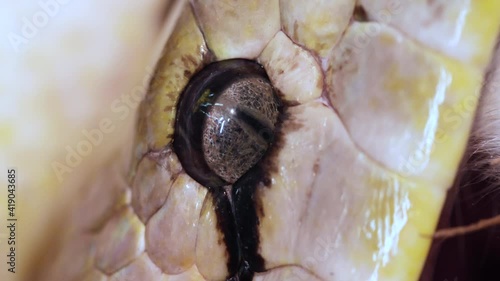 Macro Close up of a reticulated python's eye photo