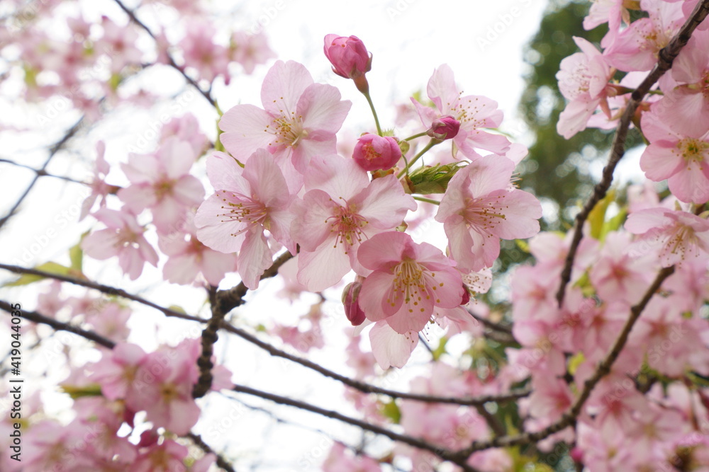 早咲きの河津桜が美しいピンク色の花を咲かせる 早咲きの河津桜が美しいピンク色の花を咲かせる