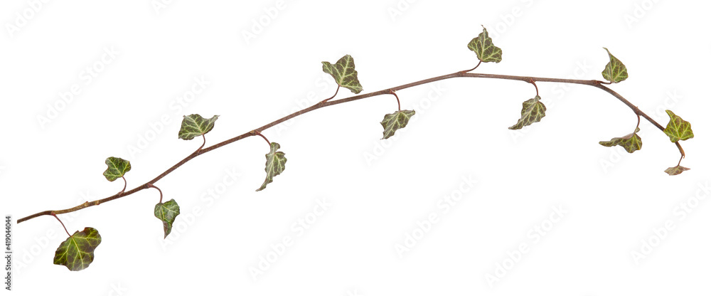 Ivy branch. Hedera helix twig. Close up isolated on white background