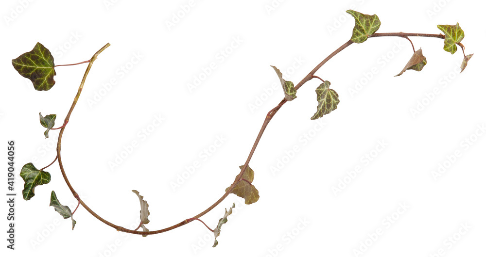 Ivy branch. Hedera helix twig. Close up isolated on white background