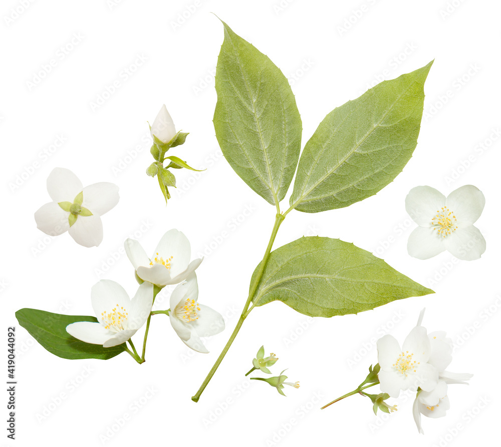Obraz premium Fresh Jasmine flowers isolated on white. Jasmine blossom on white background