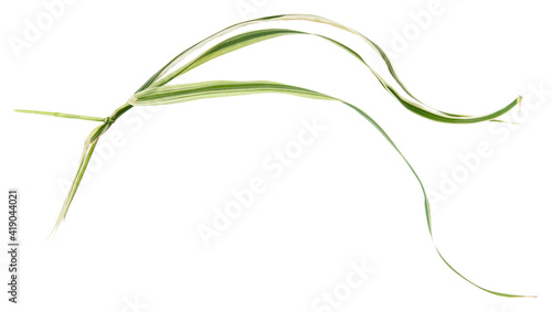 knot, pigtail and bow from green grass with white streaks isolated on white background