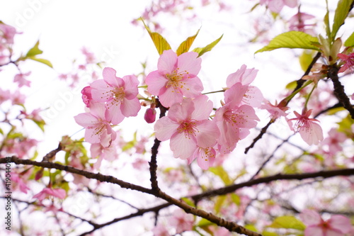 早咲きの河津桜が美しいピンク色の花を咲かせる