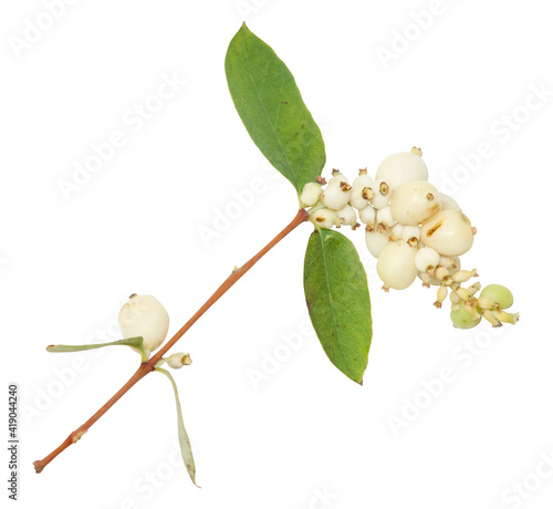 branch of spirea with berries isolated on white