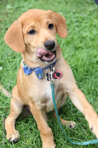 portrait of a dog