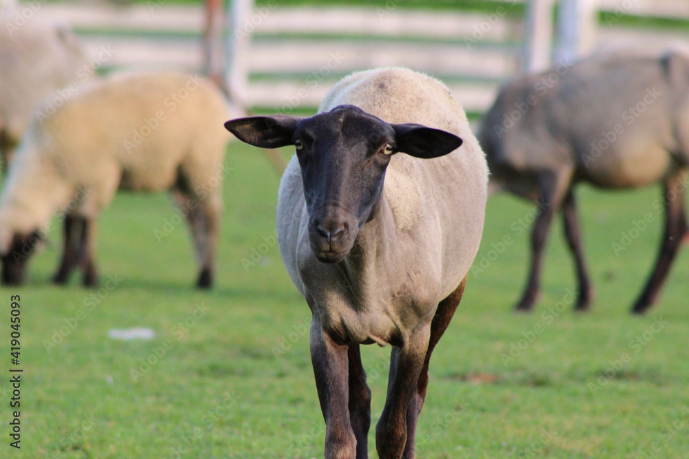 Obraz premium sheep and calf