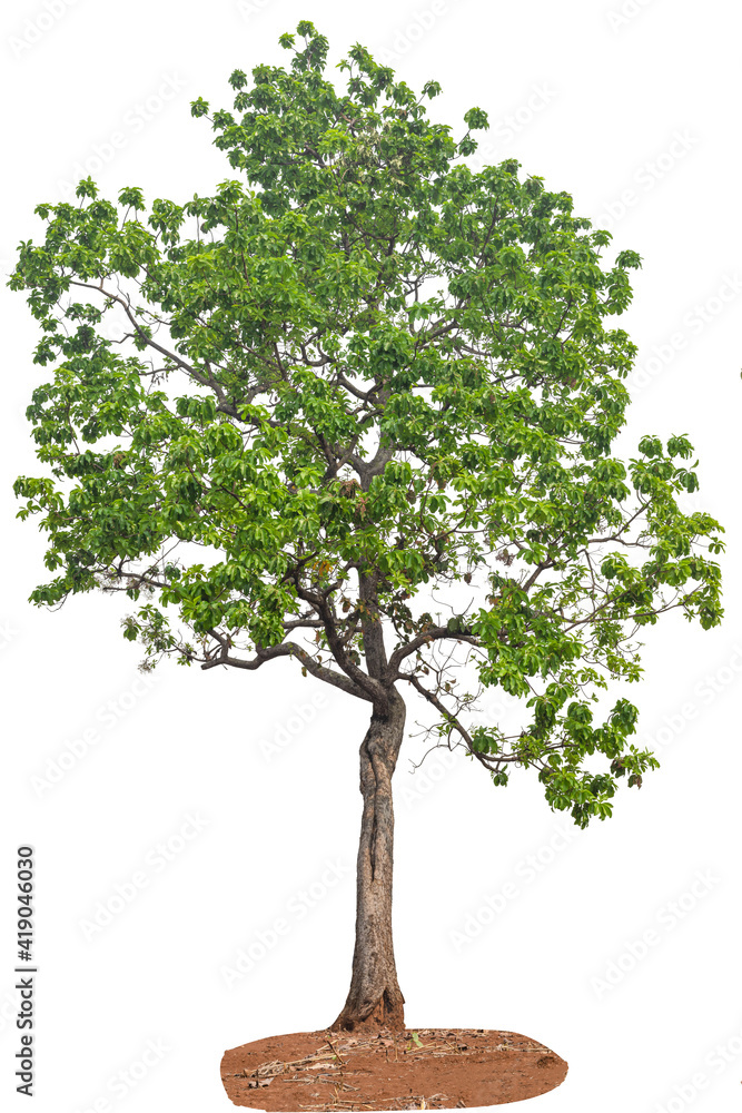 Obraz premium Tree growing on soil isolated on white background