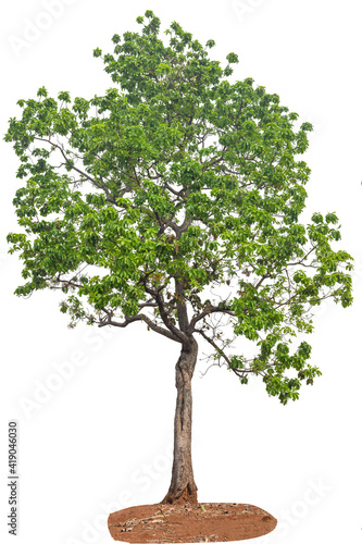 Tree growing on soil isolated on white background