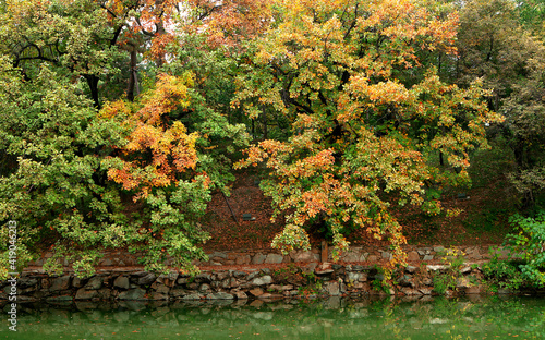 Fototapeta Naklejka Na Ścianę i Meble -  Autumn, trees, red leaves