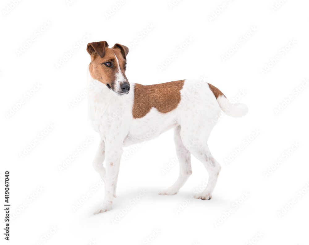 A Fox Terrier dog is isolated on a white background.