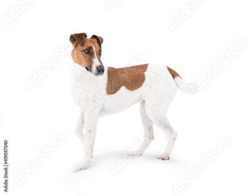 A Fox Terrier dog is isolated on a white background.