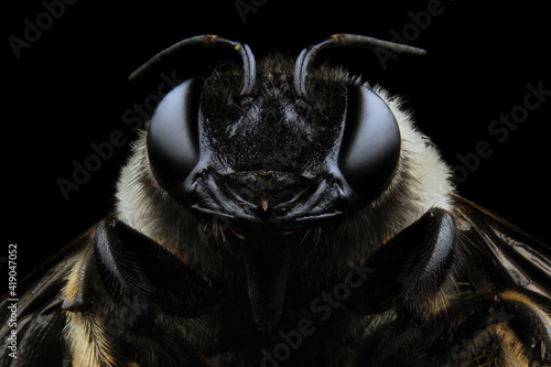 Extreme macro closeup of a bumblebee (Bombus pratorum) in black background