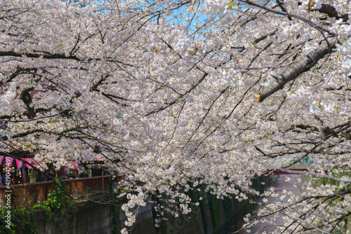 Beautiful japanese cherry blossom tree at Meguro river. © StockGood