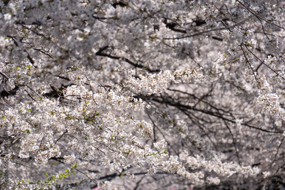 Sakura cherry blossom blooming in spring time. Sakura cherry blossom blooming in spring time.