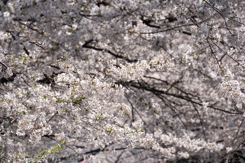 Sakura cherry blossom blooming in spring time.