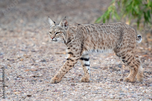 Bobcat (Lynx rufus) © Tonia