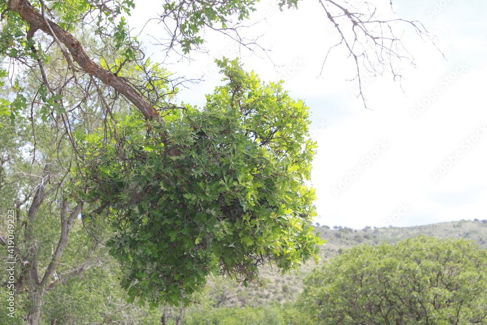 Fototapeta premium tree in the forest