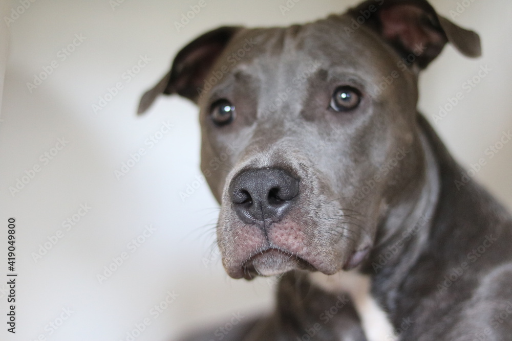 pit bull puppy at home. Dog indoors pit bull puppy at home. Dog indoors