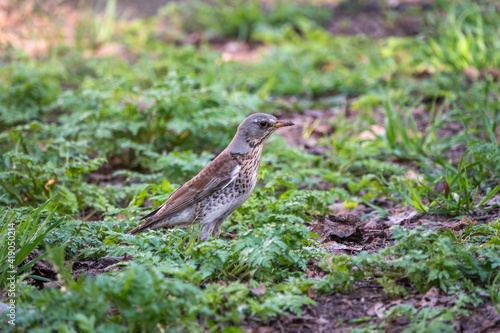 Wood bird Fieldfare, Turdus pilaris, on a sprng lawn.